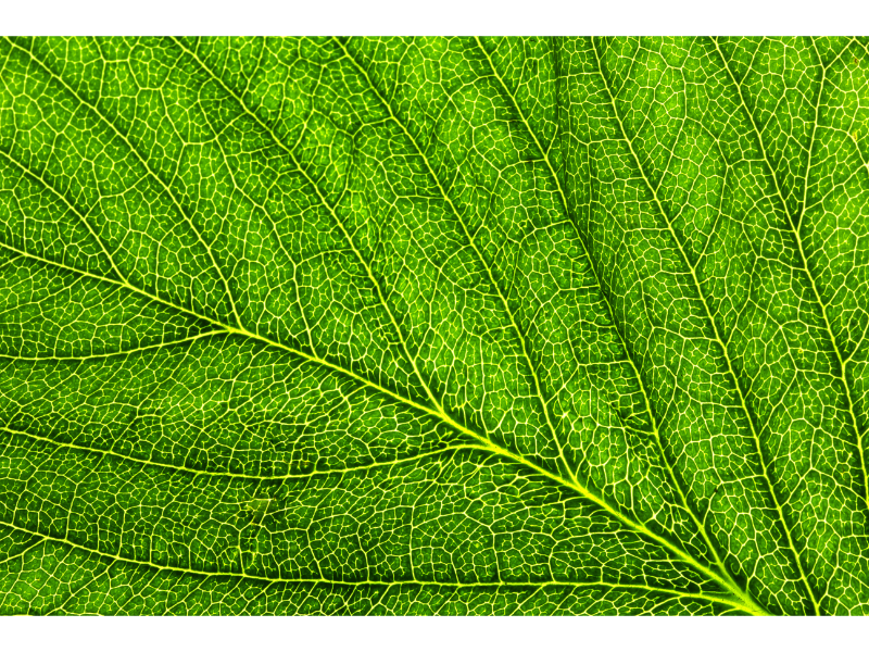 Koper-chlorophylinen 2% E-141 L-WS